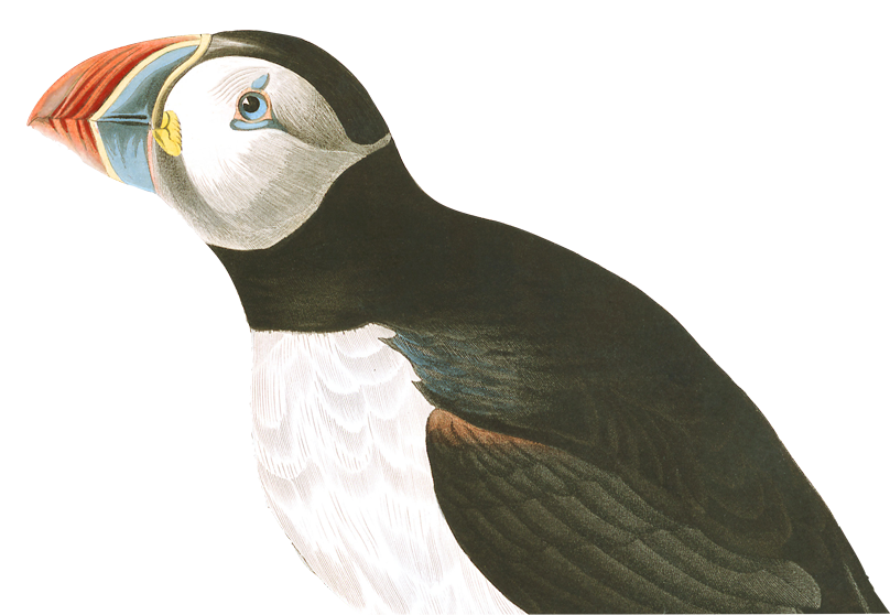 puffin